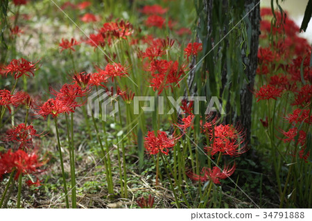 群集孤挺花 34791888