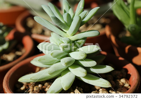 Sedereria / bamboo grass Sedereria / bamboo grass 34792372
