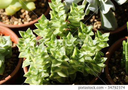 照片 南十字星/克拉斯拉 首页 照片 植物_花 树_树木 盆栽 南十字星