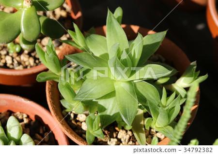 符號miss / Haorthia 符號miss / Haorthia 34792382