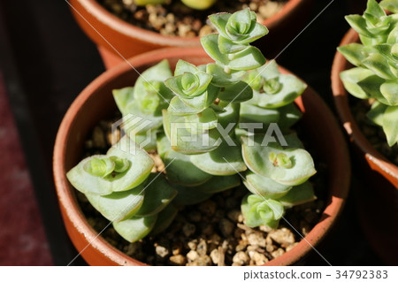 切割明星王子 切割明星王子 34792383