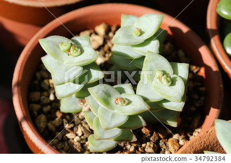 切割明星王子 切割明星王子 34792384