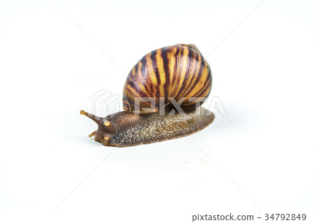 snails on white background snails on white background 34792849