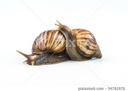 snails on white background ,Can convey the love snails on white background ,Can convey the love 34792870