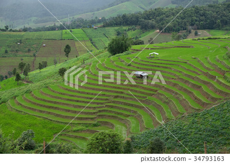 Stepped rice terrace, Chiangmai, Thailand Stepped rice terrace, Chiangmai, Thailand 34793163