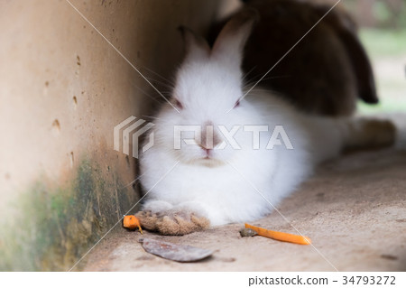White rabbit lying in the tube. 34793272