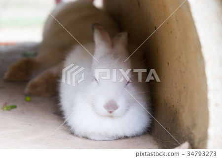 White rabbit lying in the tube. White rabbit lying in the tube. 34793273