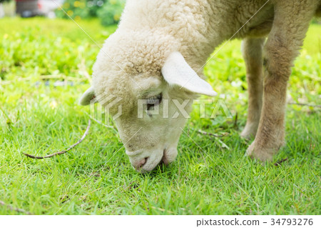 Lamb are eatting grass. Lamb are eatting grass. 34793276