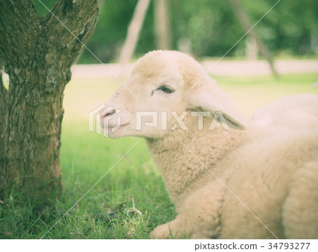 Lamb smiling. (vintage tone) 34793277