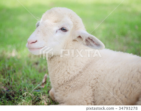 Lamb smiling Lamb smiling 34793278
