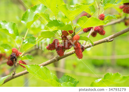 Mulberry in the garden 34793279