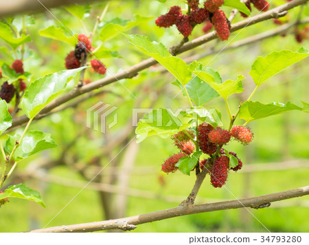 Mulberry in the garden Mulberry in the garden 34793280
