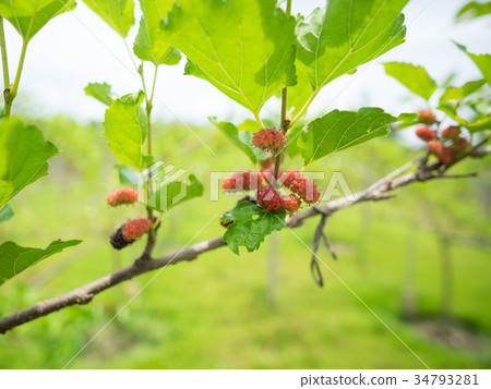 Mulberry in the garden Mulberry in the garden 34793281