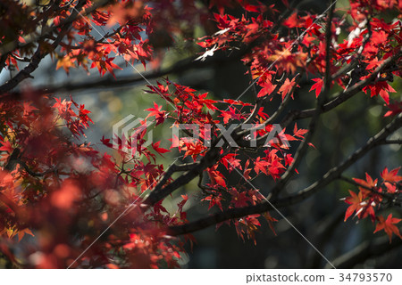 background texture of autumn leaf in Japan. background texture of autumn leaf in Japan. 34793570