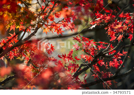 background texture of autumn leaf in Japan. background texture of autumn leaf in Japan. 34793571
