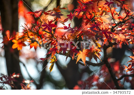 background texture of autumn leaf in Japan. background texture of autumn leaf in Japan. 34793572
