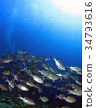 Scuba diving Sun and flock 34793616