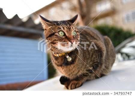 在汽車的石化貓 34793747
