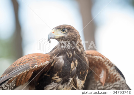 哈里斯霍克 34793748