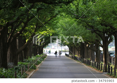 Jingu Gaien Ginkgo Tree-Lined Walkway (Ginkgo Avenue in front of Gaienmae) Jingu Gaien Ginkgo Tree-Lined Walkway (Ginkgo Avenue in front of Gaienmae) 34793903