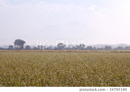 Mt. Tsukuba and soba flower fields Mt. Tsukuba and soba flower fields 34795190