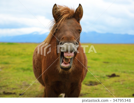 Horse with a sense of humor Horse with a sense of humor 34795348
