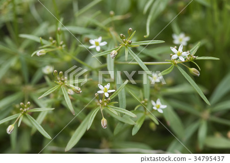 康乃馨石榴 康乃馨石榴 34795437