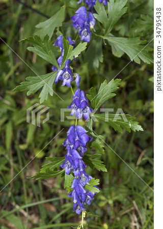 Tsukuba Torikabuto Tsukuba Torikabuto 34795438