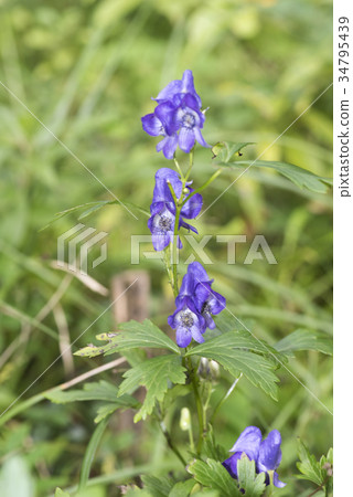 Tsukuba Torikabuto Tsukuba Torikabuto 34795439