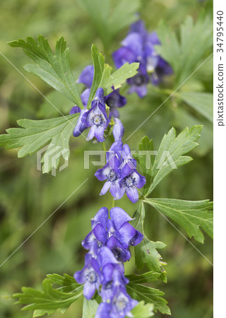 Tsukuba Torikabuto 34795440