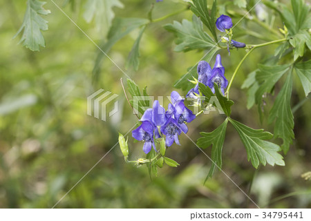 Tsukuba Torikabuto 34795441