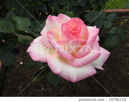 Roses are still queen of flowers. Color, shape, and smell. It has everything. Roses are still queen of flowers. Color, shape, and smell. It has everything. 34796218