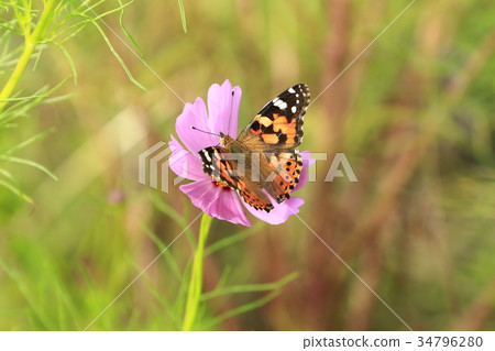 Painted lady and autumn cherry blossoms Painted lady and autumn cherry blossoms 34796280