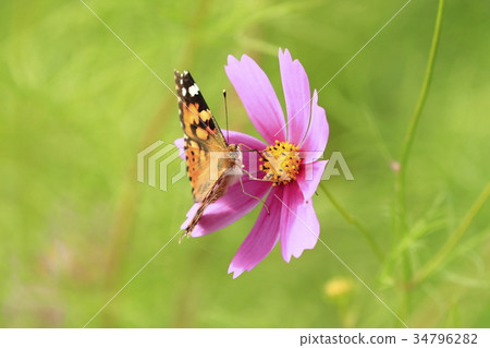 Painted lady and autumn cherry blossoms Painted lady and autumn cherry blossoms 34796282
