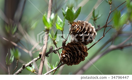 Two pine cone with young green leaves in forest 34796447