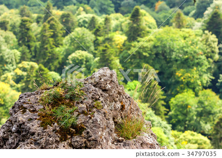 Scenic view of mountain forest Scenic view of mountain forest 34797035