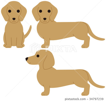 臘腸狗 臘腸狗 34797239