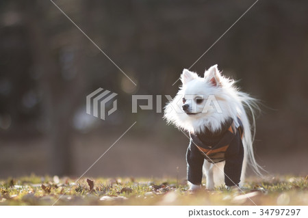 Long coat Chihuahua 2 wearing winter clothes Long coat Chihuahua 2 wearing winter clothes 34797297