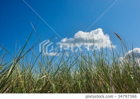 Beach on shore of the Baltic Sea 34797366