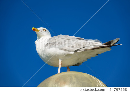 Sea gull on a lantern on the Baltic Sea coast Sea gull on a lantern on the Baltic Sea coast 34797368