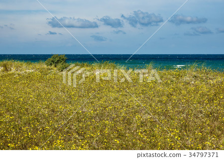 Beach on shore of the Baltic Sea 34797371