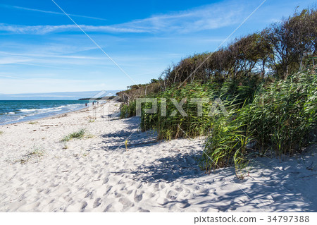 Trees on shore of the Baltic Sea Trees on shore of the Baltic Sea 34797388