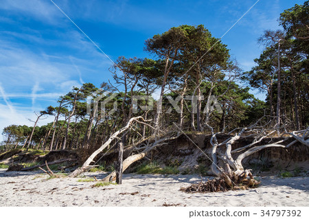 Trees on shore of the Baltic Sea 34797392