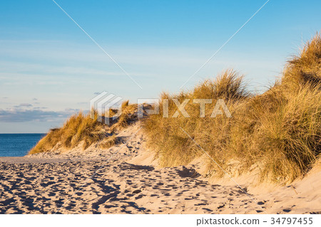 Dune on the beach in Warnemuende, Germany Dune on the beach in Warnemuende, Germany 34797455