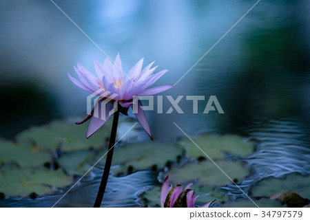 Tropical water lily (water lily) 34797579