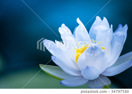 Tropical water lily (water lily) 34797580