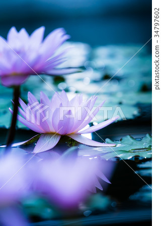 Tropical water lily (water lily) Tropical water lily (water lily) 34797602