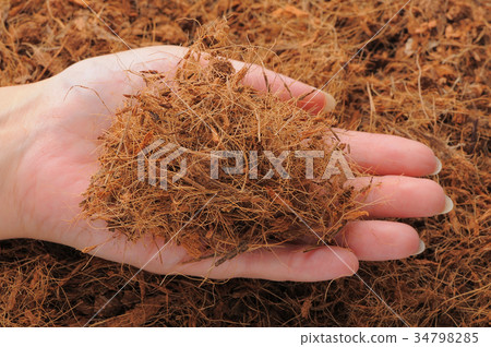 Wood chip 34798285
