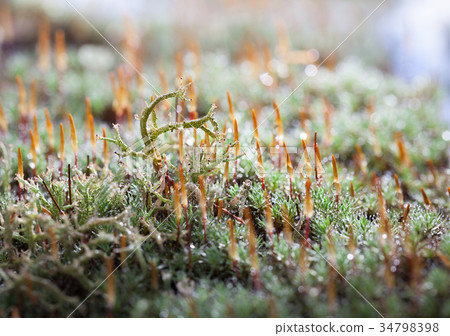Moss and lichen on forest floor 34798398
