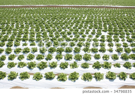A field of highland lettuce cultivated on the farmland of the Minamimaki village Nobeyama plateau at the foot of Yatsugatake, Nagano Prefecture 34798835